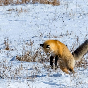 Red Fox 5 Horizontal Photograph
