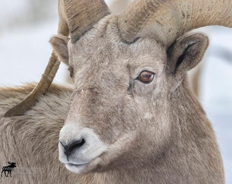 Bighorn Sheep Closeup Horizontal Photograph