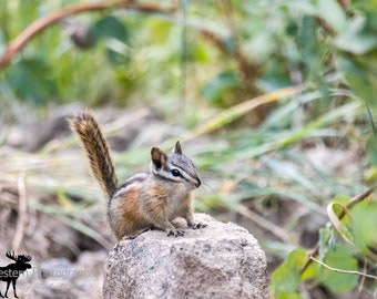 Western Chipmunk 1 Horizontal Photograph