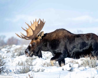 Bull Moose 2 Horizontal Photograph