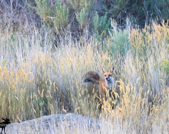 Red Fox 2 Horizontal Photograph