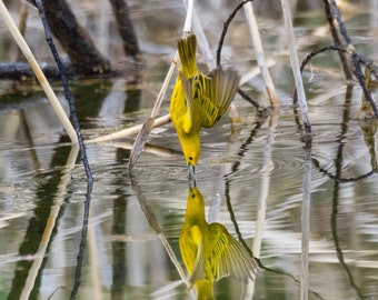 Yellow Warbler Vertical Photograph