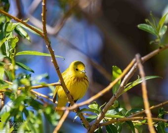 Yellow Warbler Horizontal Photograph