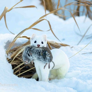 May include: A white weasel with a brown and gray mouse in its mouth, standing in the snow with tall brown grass behind it.