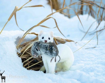 Ermine (Weasel) Horizontal Photograph