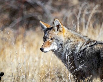 Coyote 2 Horizontal Photograph