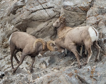 Bighorn Sheep Fighting Horizontal Photograph