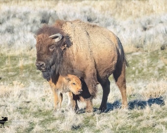 Bison Mother and Calf Horizontal Photograph