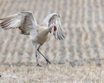 Sandhill Crane 4 Horizontal Photograph