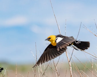 Yellow Headed Blackbird Horizontal Photograph