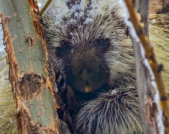 Porcupine Vertical Photograph