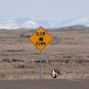 Sage Grouse Strutting 5 Vertical Photograph