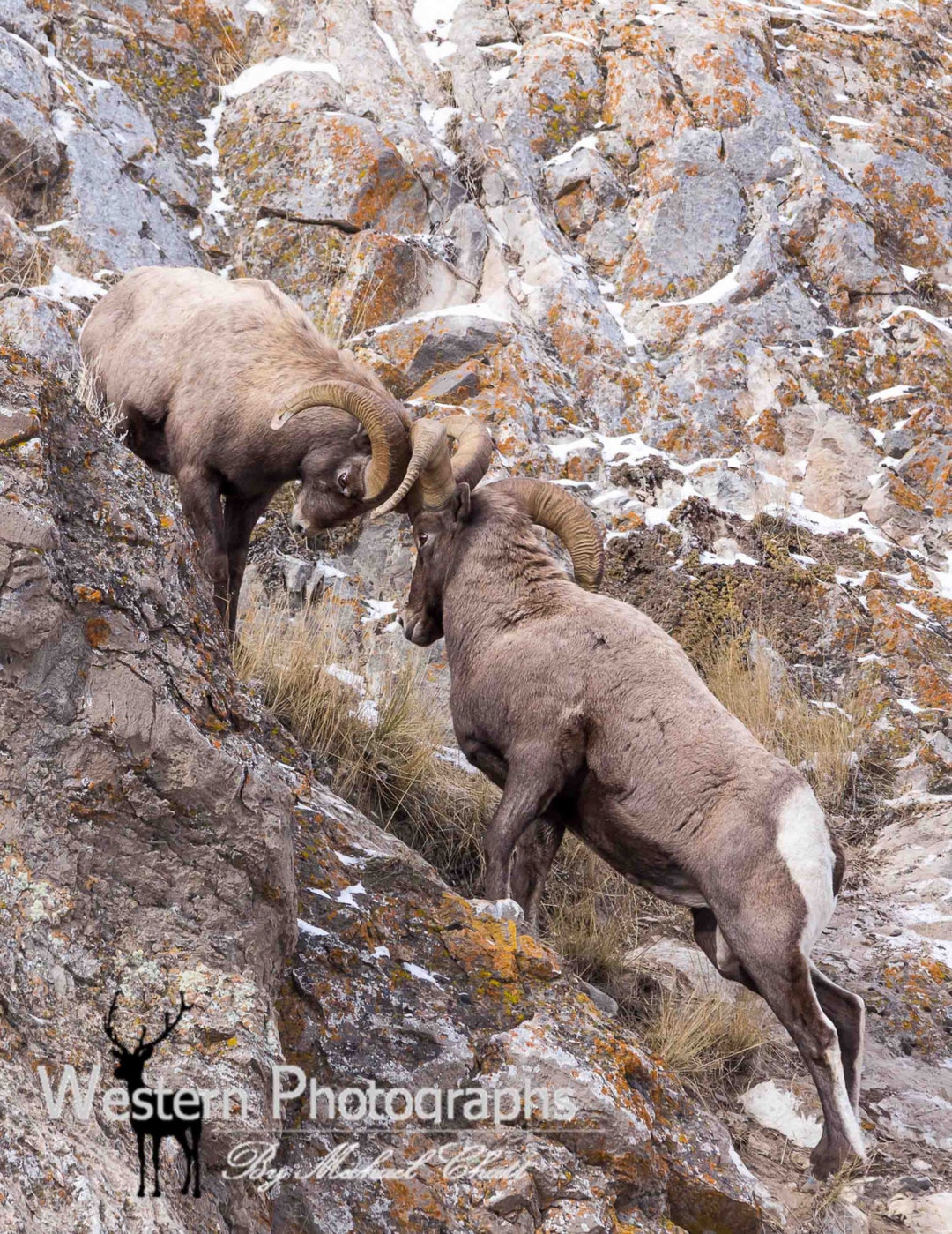 Bighorn Sheep Rams Vertical Photograph - Etsy