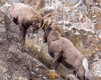 Bighorn Sheep Rams Vertical Photograph