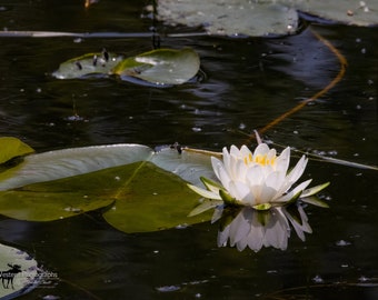 Lily Pad Flower Horizontal Photograph