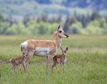 Pronghorn Antelope Mother and Babies 2 Horizontal Photograph