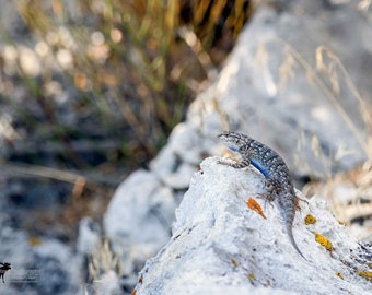 Western Fence Lizard 2 Horizontal Photograph