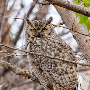 Great Horned Owl 2 Vertical Photograph