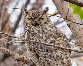 Great Horned Owl 2 Vertical Photograph