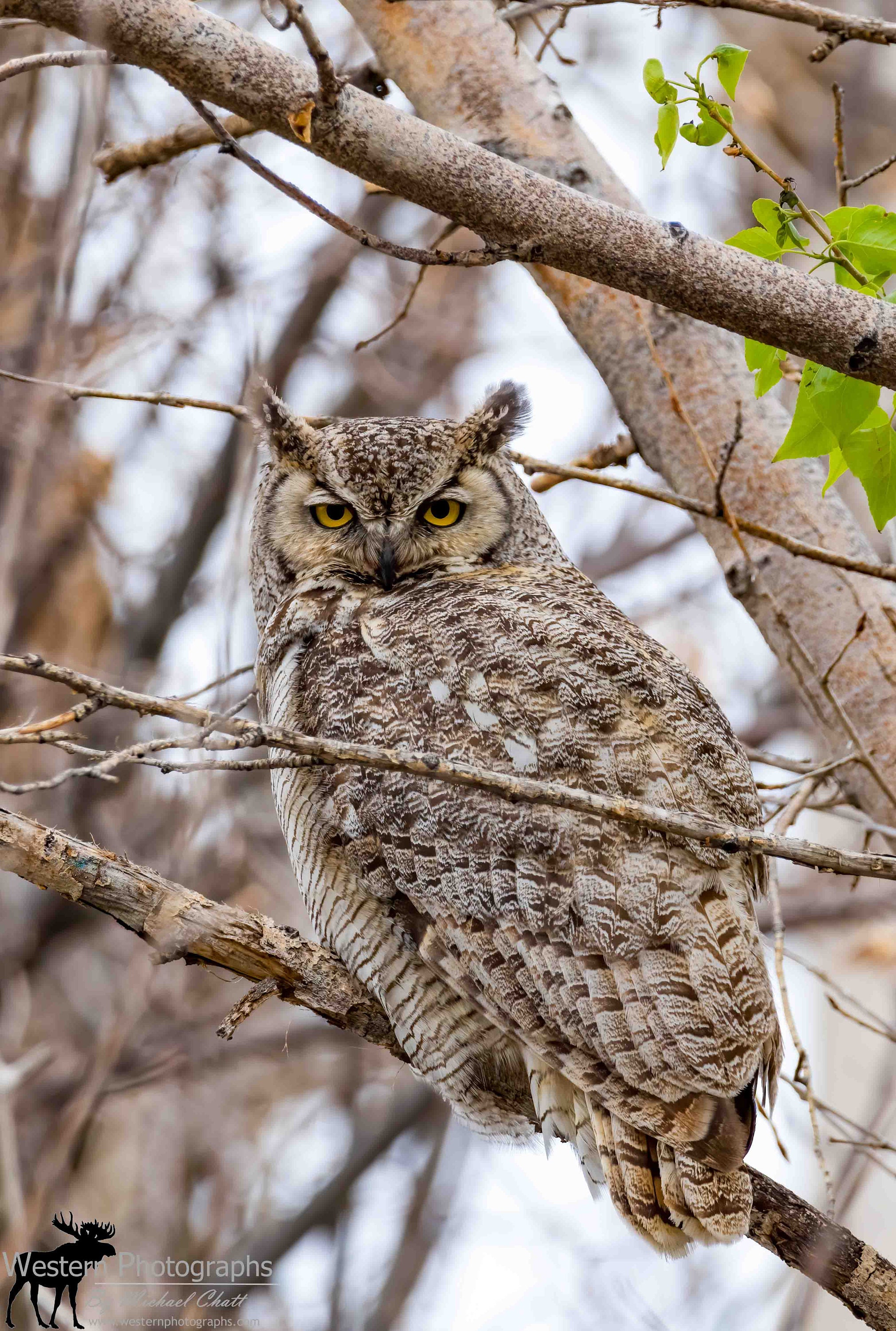 Great Horned Owl 2 Vertical Photograph