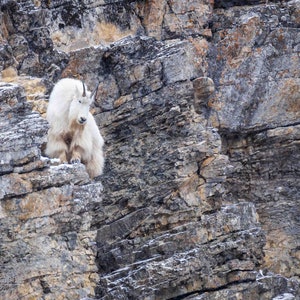 Mountain Goat Horizontal Photograph