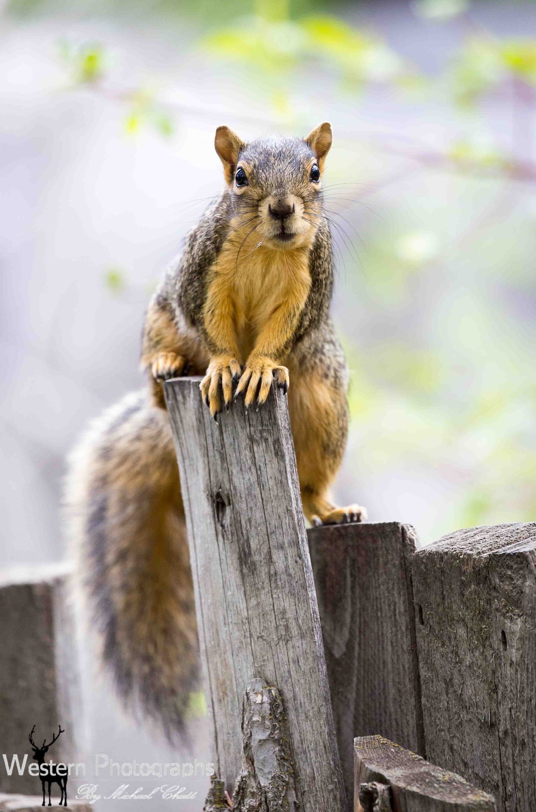 Fox Squirrel 1 Vertical Photograph - Etsy 日本