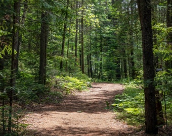 Adirondack Hiking Trail Vertical Photograph