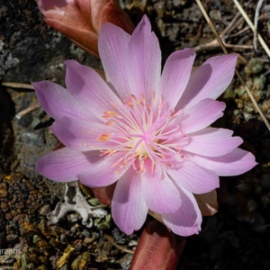 Bitter-root Flower Horizontal Photograph