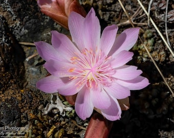 Bitterroot Flowers Etsy Singapore