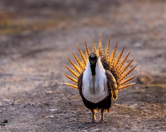 Sage Grouse Strutting 4 Horizontal Photograph