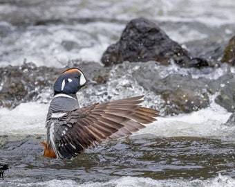 Harlequin Duck Horizontal Photograph