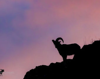 Bighorn Sheep Silhouette Horizontal Photograph