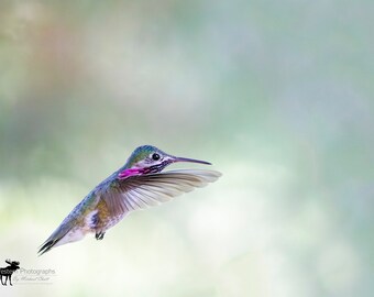 Calliope Hummingbird 2 Horizontal Photograph