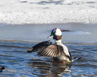 Male Bufflehead Horizontal Photograph