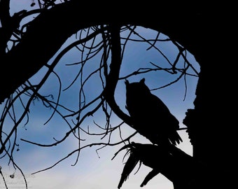 Great Horned Owl Silhouette Horizontal Photograph