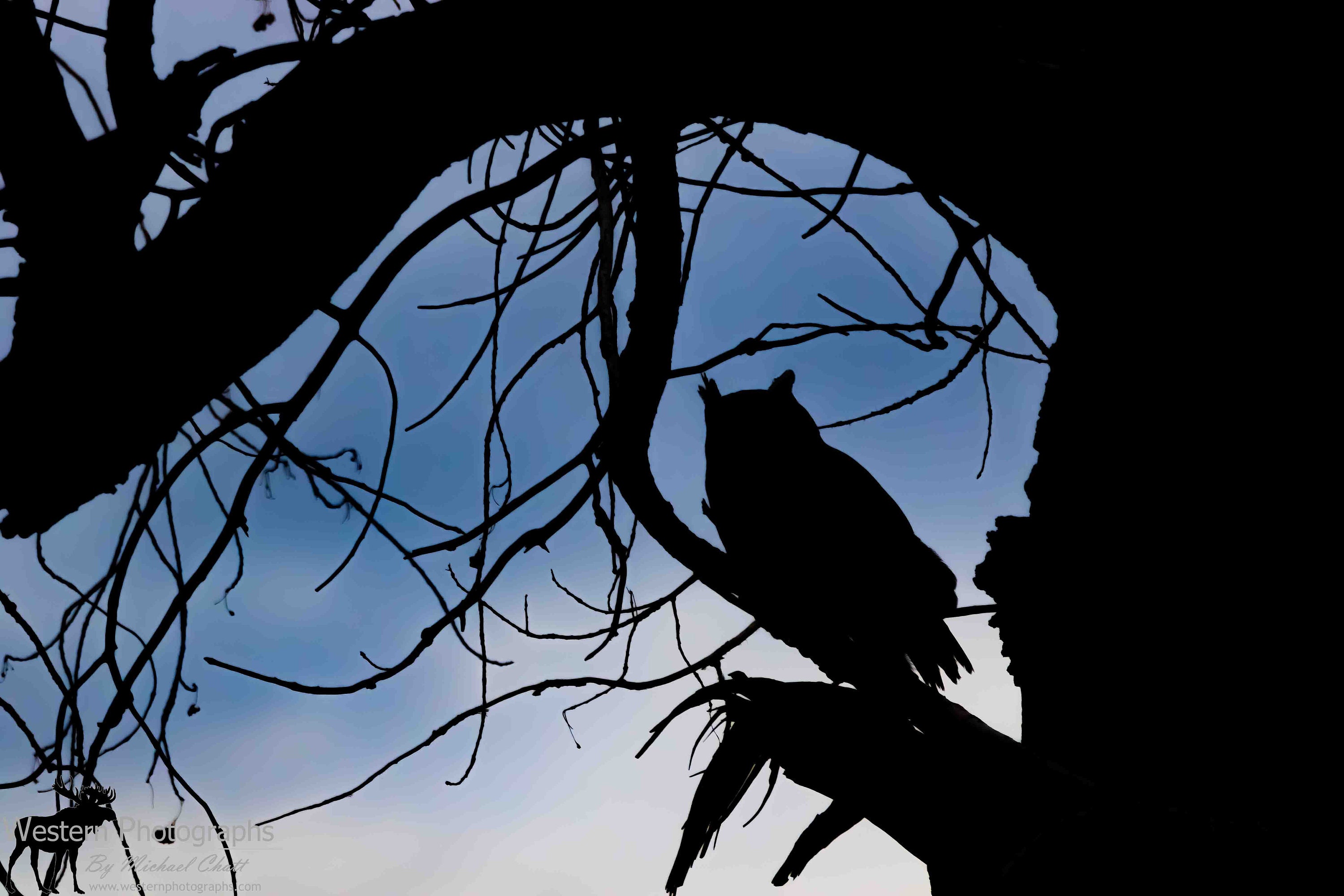 Great Horned Owl Silhouette Photograph | Etsy