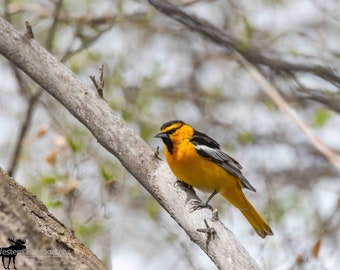 Bullocks Oriole Horizontal Photograph