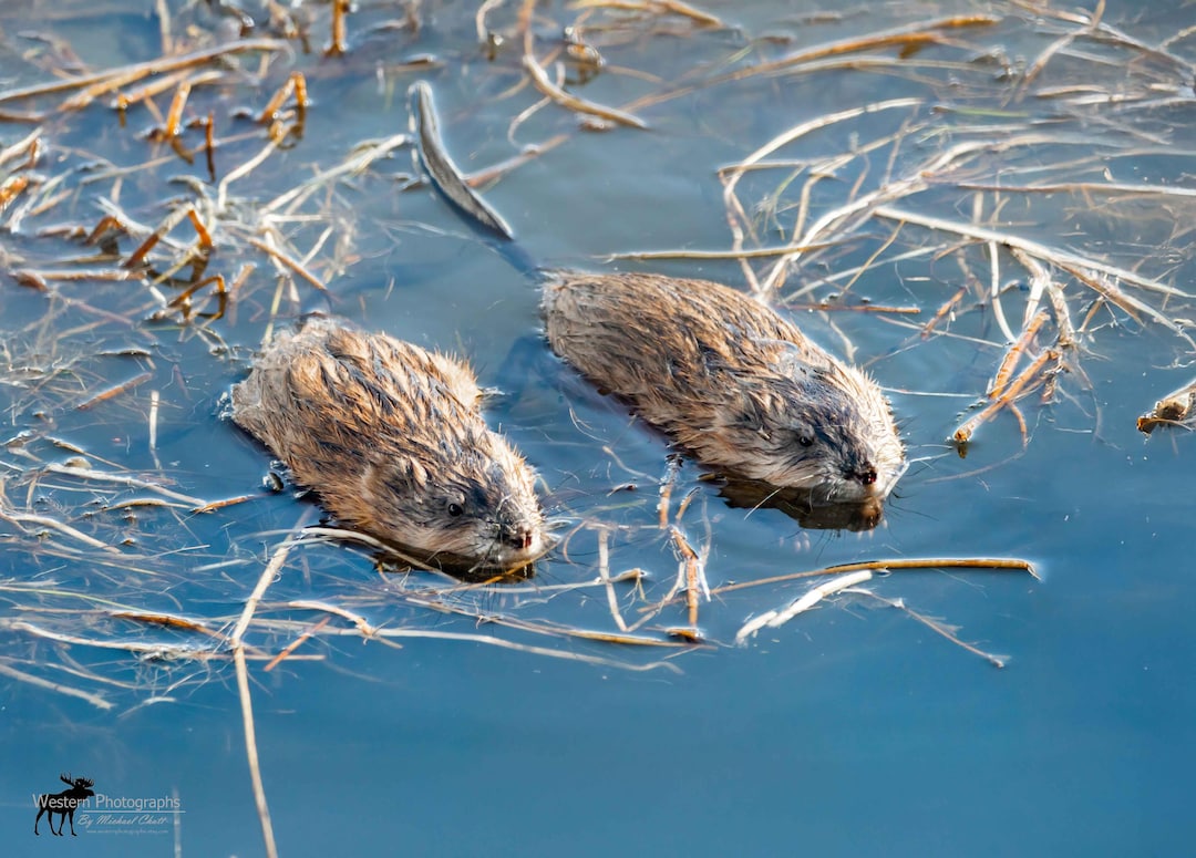 Muskrat 1 Horizontal Photograph - Etsy