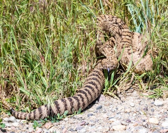 Western Rattlesnake Horizontal Photograph