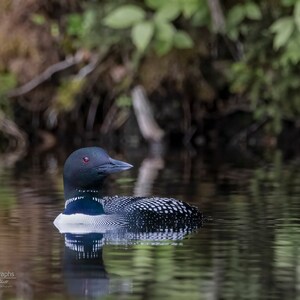 Loon 2 Horizontal Photograph