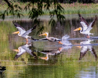 White Pelican 2 Horizontal Photograph