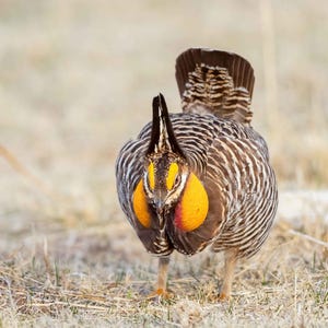 Prairie Chicken 2 Vertical Photograph