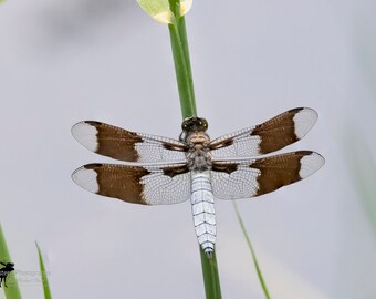 Dragonfly Horizontal Photograph