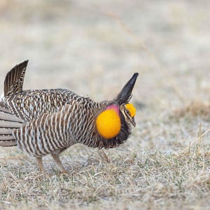 Prairie Chicken 1 Horizontal Photograph