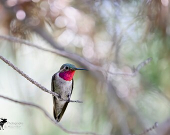 Broadtailed Hummingbird 2 Horizontal Photograph