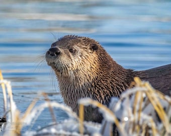 River Otter Horizontal Photograph