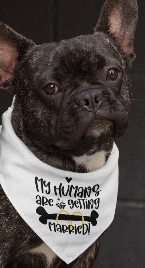 Cute Way to Make Announcement!  Dog Bandana, "My Humans are getting Married", Includes Collar, FAST SHIPPING!