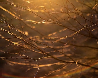 Sunlit branches / Meditation / Scottish woodland / Fine Art Photography / wood Image / Mindful Decor / forest Photography / Scotland