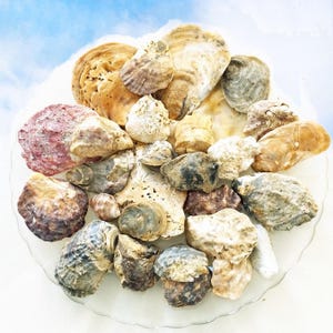 Oyster Shells Lot x 28 in Mixed Sizes - Crafts Supplies or Home Decor