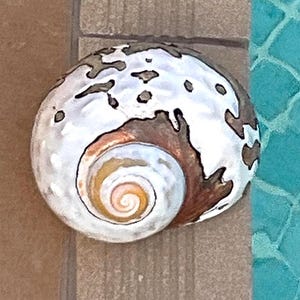 Op de afbeelding: Een decoratieve, ronde zeeschelp met een spiraalvormig ontwerp. De schelp heeft een witte en bruine buitenkant met een crèmekleurig spiraalvormig centrum. De schelp is geplaatst op een bruin oppervlak naast een turquoise betegeld gebied.